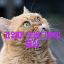 아이그루밍 이미지