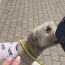 변신해보개 이미지