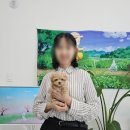 광동고등학교 | 동두천강아지분양 멍냥스타 의정부점 분양 후기 (1822)