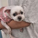 아산동물의료센터 이미지