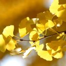 은행나무한방병원 이미지