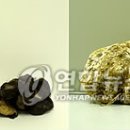 동의보감 희귀버섯 '저령'.'죽령' 발견 이미지