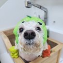 뚱이애견 이미지