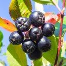 아로니아 이미지