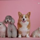 우석동물병원