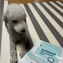 벳파이