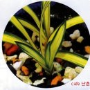 한국춘란의 엽예품(葉藝品)의 조건/(한이돕65) 이미지