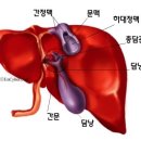 肝臟 (간장) ; 膽囊 (담낭) 이미지