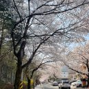 커피산책 | 공주 계룡산 동학사 벚꽃 주차 꿀팁 + 산책코스 후기, 춘소커피까지 다녀온 봄날 데이트🌸