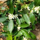 옥수농장 이미지