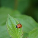 펫케어 동물병원 이미지