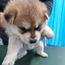 운봉동물병원 이미지