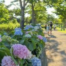 회산백련지 잔디광장 이미지