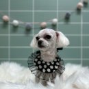 펫 달:리(Pet Dal:Li) 이미지