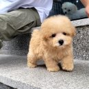 댕스마일 이미지