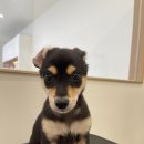 유얼도그 이미지