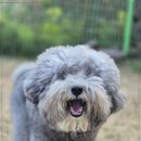 제주네 애견유치원 이미지