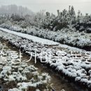 솔향기마을 이미지