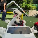 필애견훈련학교 | 일산 애견학교 바니버니 사회화 훈련 클래스 후기_파주일산강아지훈련