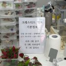파충류샵참크레 | 부산 파충류 화명동 크레스티드게코 전문 파충류샵 참크레
