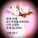 샬롬 Daum카페