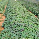 화산고구마 이미지