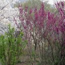 마이산 꽃 펜션 이미지