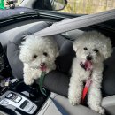 두그루나무 | 강아지 카시트 내돈내산 바늘나무두그루 L사이즈