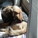 낼름 낼름 이미지