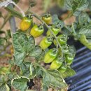 이연농장 | 친환경비료 이연테크 포스칼라 생생후기