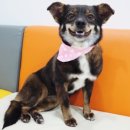 서울동물복지지원센터 동물병원 이미지