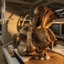 CW-1152-01 이미지