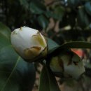 꽃과사람들 이미지