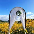 오미이주마을회관 | 부산 기장 광산마을 핑크뮬리 팜파스 좁은잎해바라기 실시간 개화상황 (위치:카페바람) 25.10.22