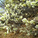 개화초등학교 이미지