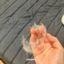 우린동물병원 | [🐈‍육묘일기][춘장이 발치수술 2탄] 수원 뿌리동물병원 고양이 치과 예진 후 발치 수술 당일 까지의 후기!