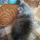 그루밍츄 이미지