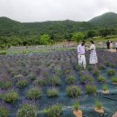 부산 라밴더 팜과 연꽃단지 탐방 이미지