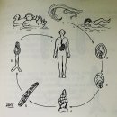 밀양동물약국 | NCS 중심 인체기생충학 각론(4) 윤충류 중 흡충류 ; 간흡충 폐흡충 등