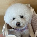 이지피지레몬스퀴지