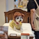 포쉬펫 | 뉴캐슬 NEWCASTLE 반려동물 프리미엄 가구