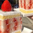 네모강아지 이미지