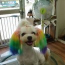 멍멍클럽 이미지