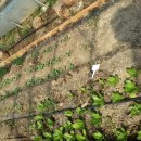 시지건강먹거리협동조합 이미지