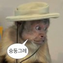 21세기치과의원 | 🦷사랑니 뽑은 후기(매복x)🦷