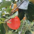 깊은내농장 이미지