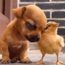 닭 씨리즈 이미지