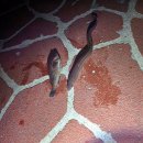 평촌엘프라우드(아)경로당 | 캠핑의 성지! 고사포 야영장 2박3일 이용후기-