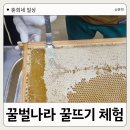 대구 근교 아이랑 가볼만한 곳 칠곡 꿀벌나라테마공원 꿀뜨기 체험 후기