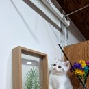 고양이 별 이미지